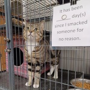 Meet your Posher, Lena